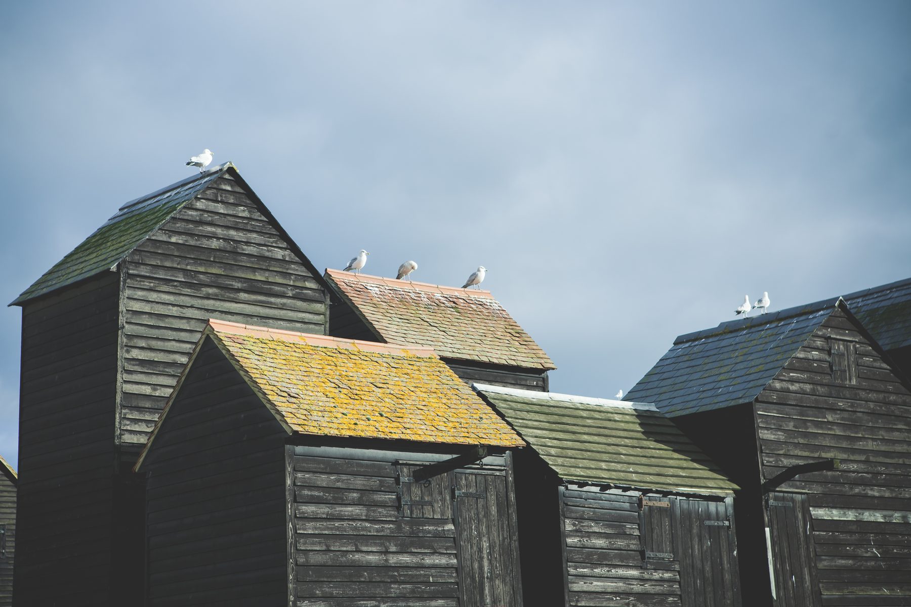 Gulls on the rooftops of the black Hastings net huts